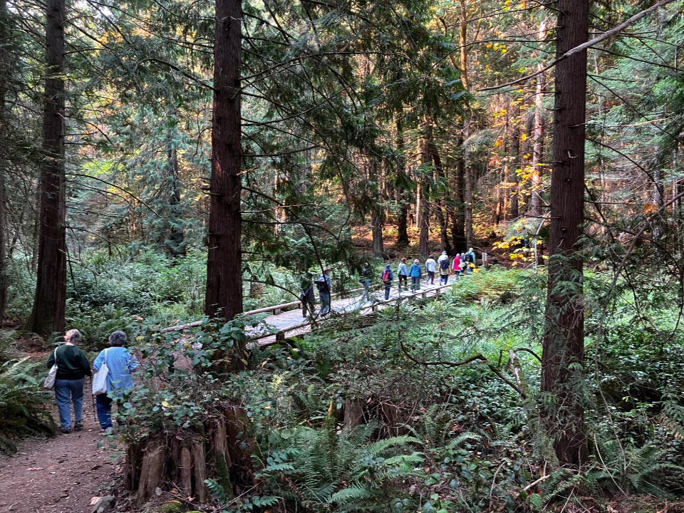 A line of people crosses a bridge on a trail leading into the forest.