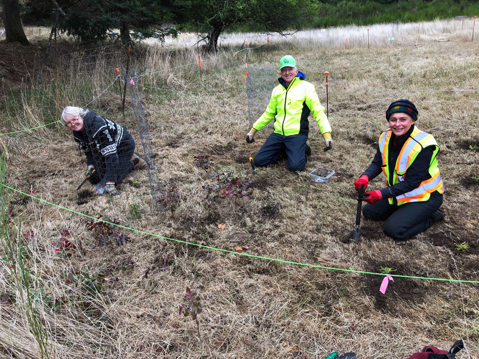 Three people with trowels work to plant native plant plugs in a previously cleared meadow.