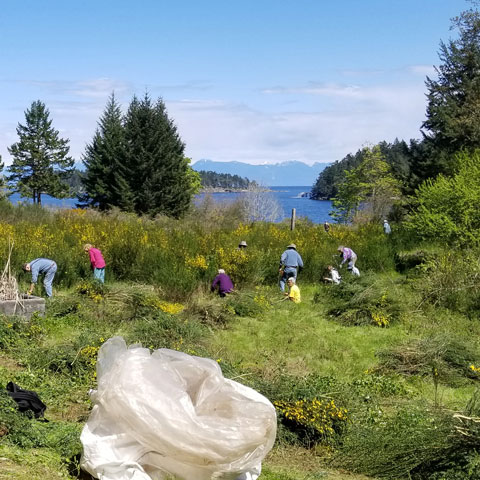 A large group of people work on cutting invasive broom in a meadow, on a sunny day in a park near the ocean.