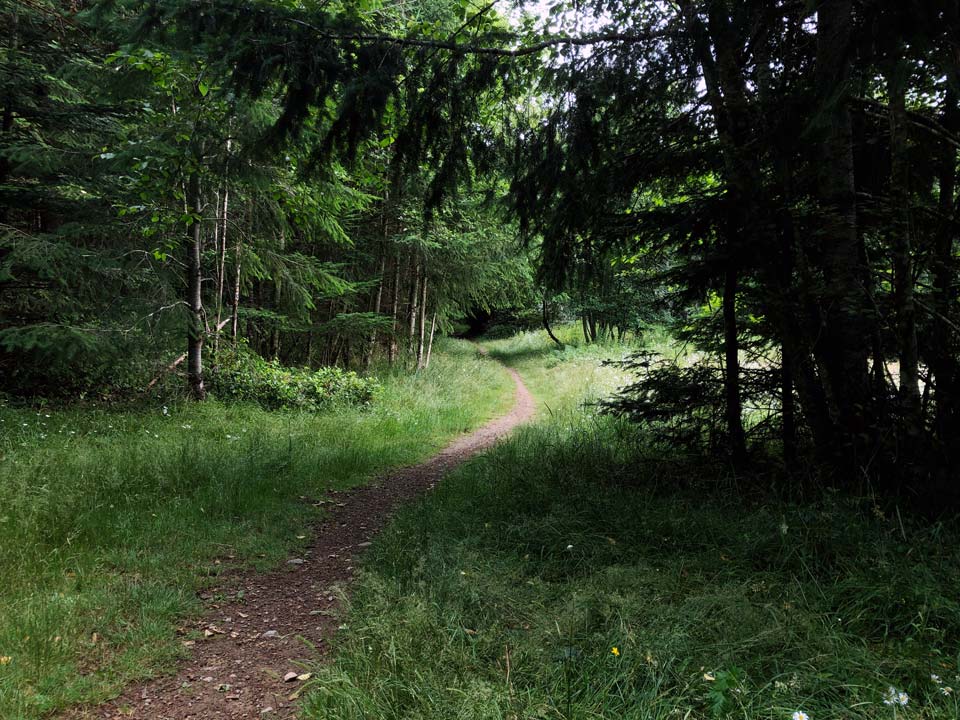 A view of a mixed forest trail with some open patches of meadow.