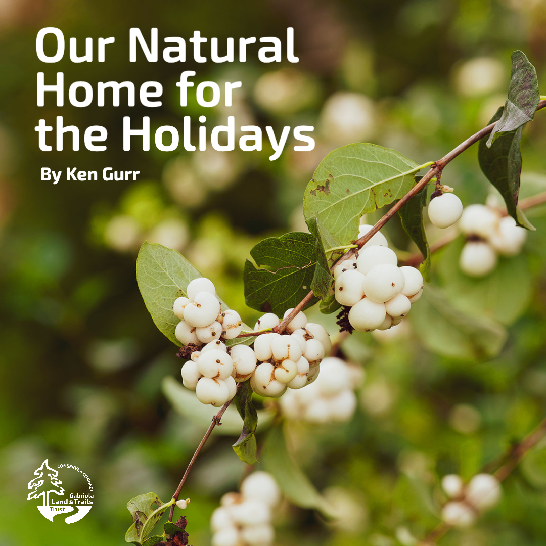 Snowberries on Gabriola Island with text: Our Natural Home for the Holidays by Ken Gurr