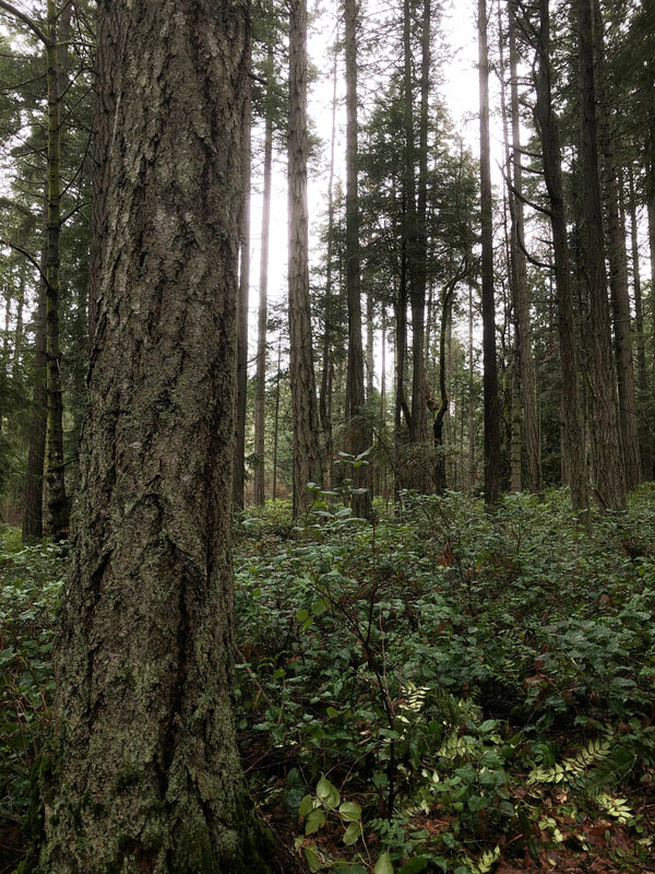 A photo of young forest: douglas fir with an understory of salal.