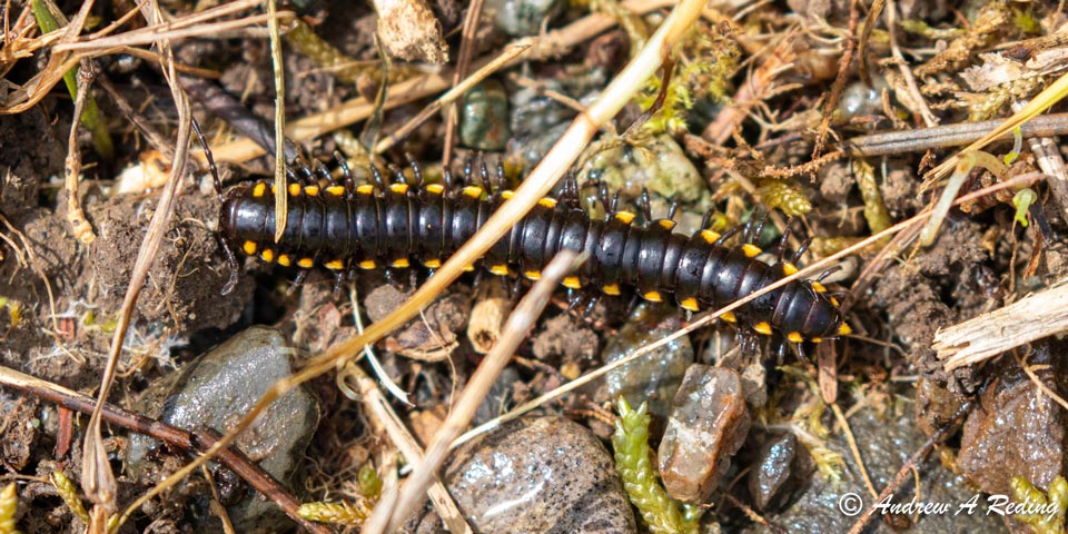 A millipede scurries through leaf litter. It's dark brown with bright yellow dots along its sides.