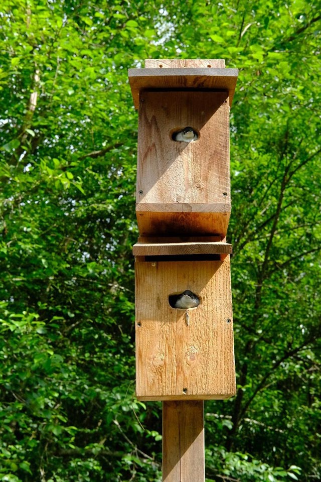 Two bird nexting boxes on a post, each with a violet-green swallow in the opening.