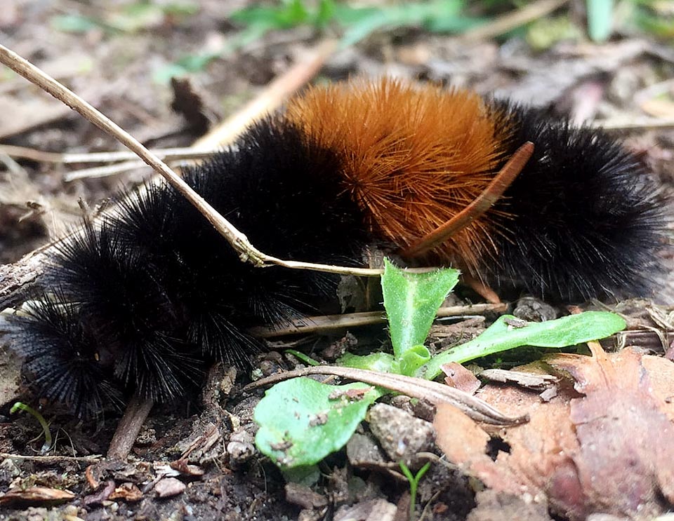 A closeup of a "woolly-bear" caterpillar, black at both ends with a reddish-orange stripe around the middle.