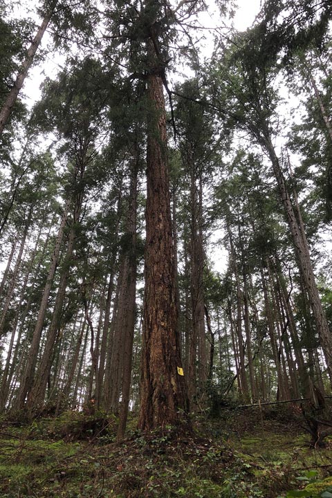 A large tall douglas-fir tree stands amidst smaller trees. The big fir has a yellow sign on it identifying it as a known wildlife tree.