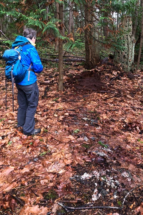 A woman stands looking at the scratched and scuffed up earth of an otter latrine. Remnants of otter scat, showing shell fragments, are visible in the foreground.