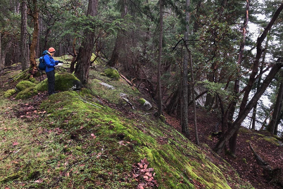 A woman stands on top of a mossy ridge in open forest, primarily arbutus and douglas fir. She is taking notes on a clipboard.