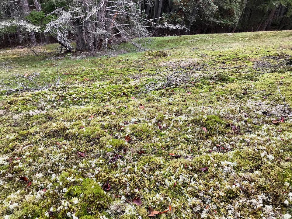 A moss meadow dotted with pale reindeer lichen. Behind the meadow forest is visible.