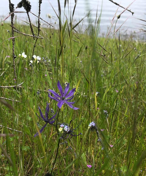 A closeup of a grassy meadow shows purple camas flowers, with some forget-me-nots and small pink flowers, and white flowers in the background.