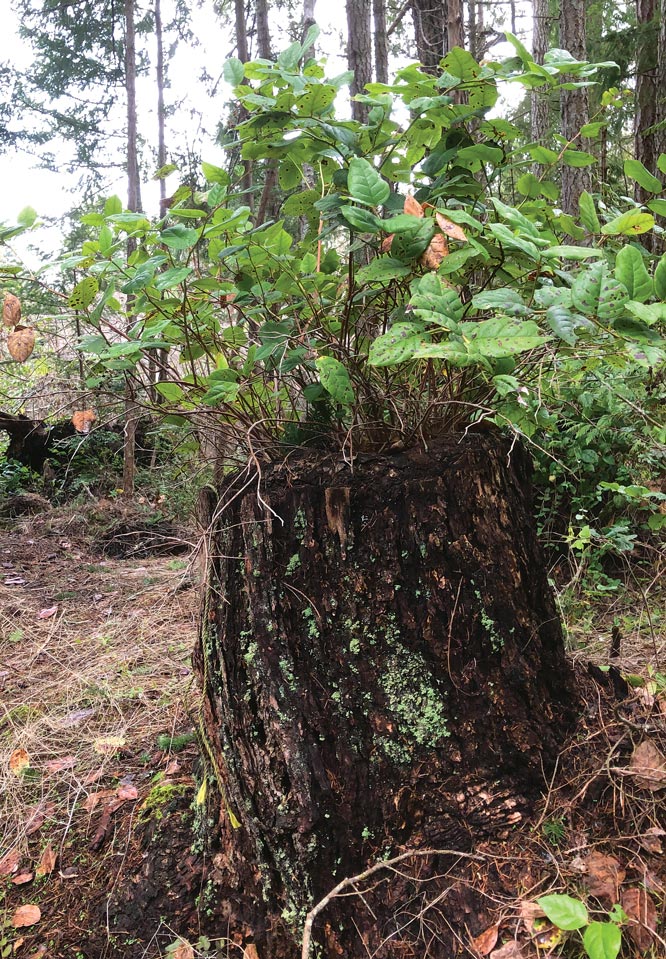 An old stump with a salal bush growing out of the top
