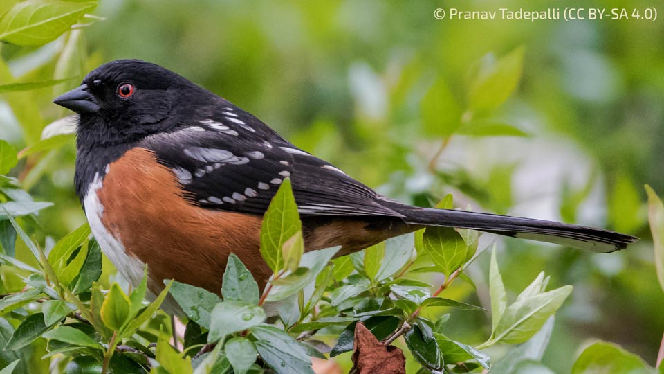 A closeup of a spotted towhee. Its head is black, it's back is black speckled with white, its sides are red and its breast is white. It has red eyes.