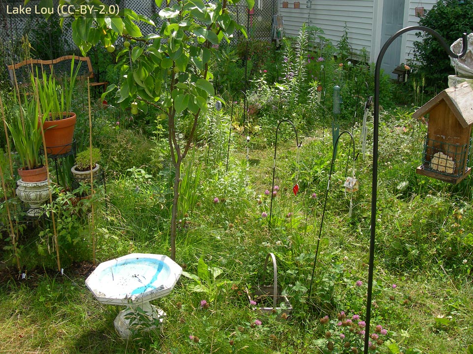 A slightly wild backyard garden with a wide range of plants, a birdfeeder, and a birdbath.
