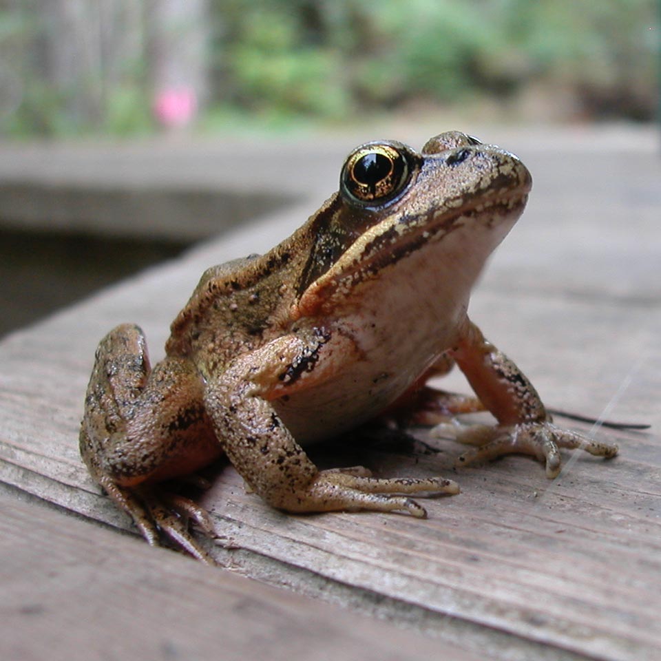 A closeup of a red-legged frog. The frog is brown and the red colouring on the inside of its legs is not visible.
