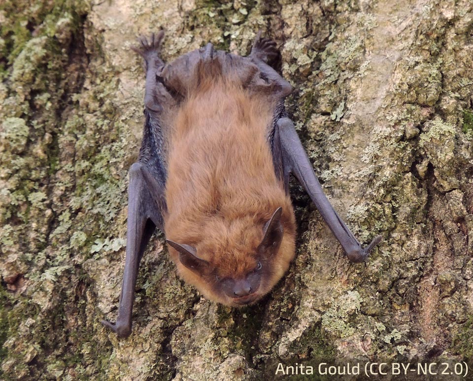 A big brown bat clings to the bark of a tree
