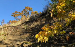 Looking up a steep bluff. At the top grasses and trees are visible, but the bluff itself is crumbling raw earth and stone with very little vegetation.