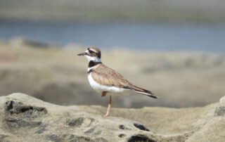A photo of a killdeer standing on one leg in sand.