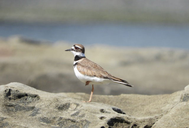 A photo of a killdeer standing on one leg in sand.