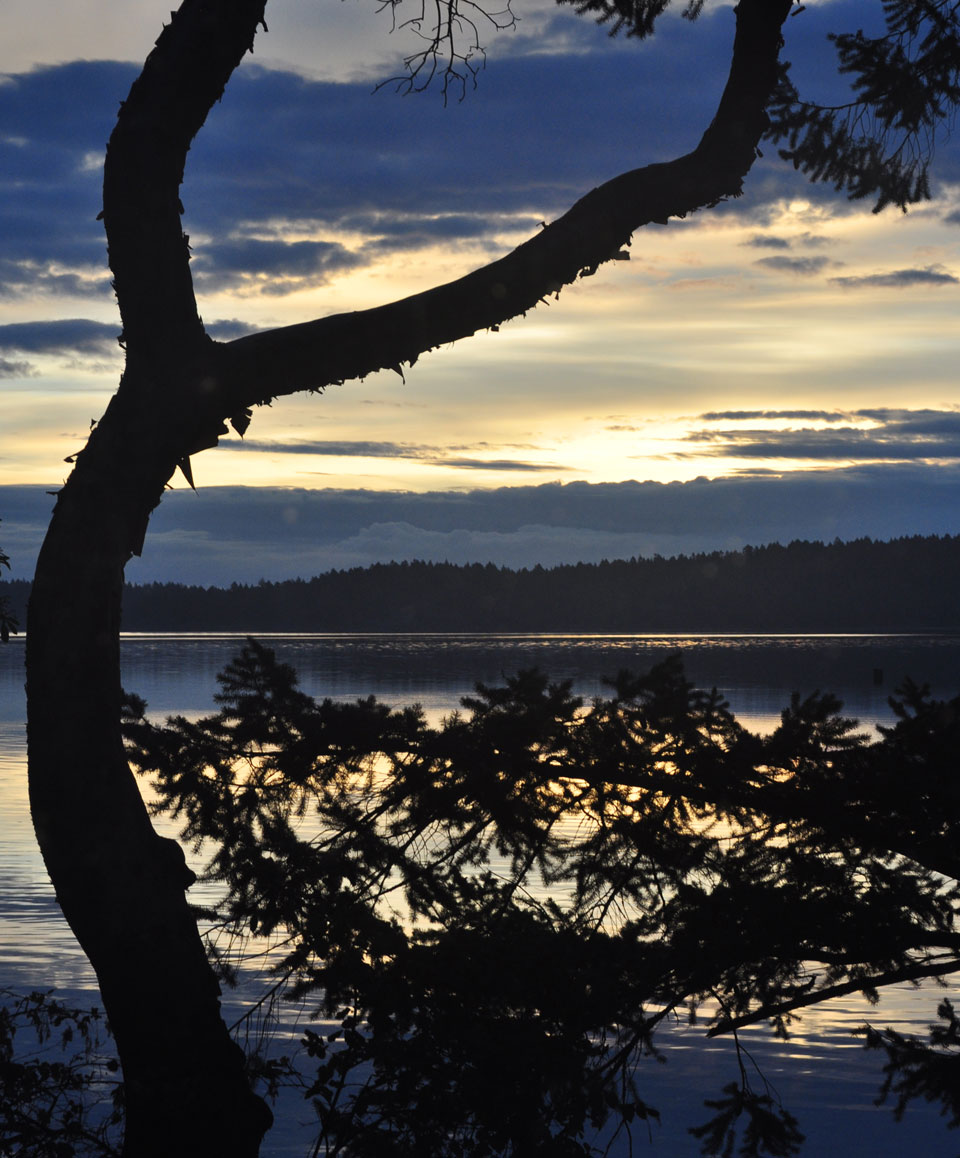 A view over the ocean shows a beautiful sunrise. In the foreground a tree is silhouetted against the blues of clouds, and and water and the gold of morning light.