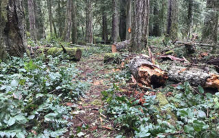 Newly fallen trees in a forest.