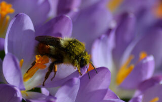 A bumblebee covered in pollen in a sea of purple crocuses.