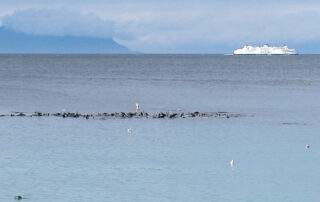 A photo shows a densely packed group of sea lions rafted together in the ocean. A ferry passes in the background.