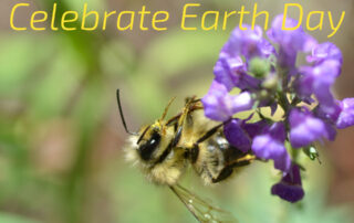 A photo of a bee on a purple flower, with the words "Celebrate Earth Day".