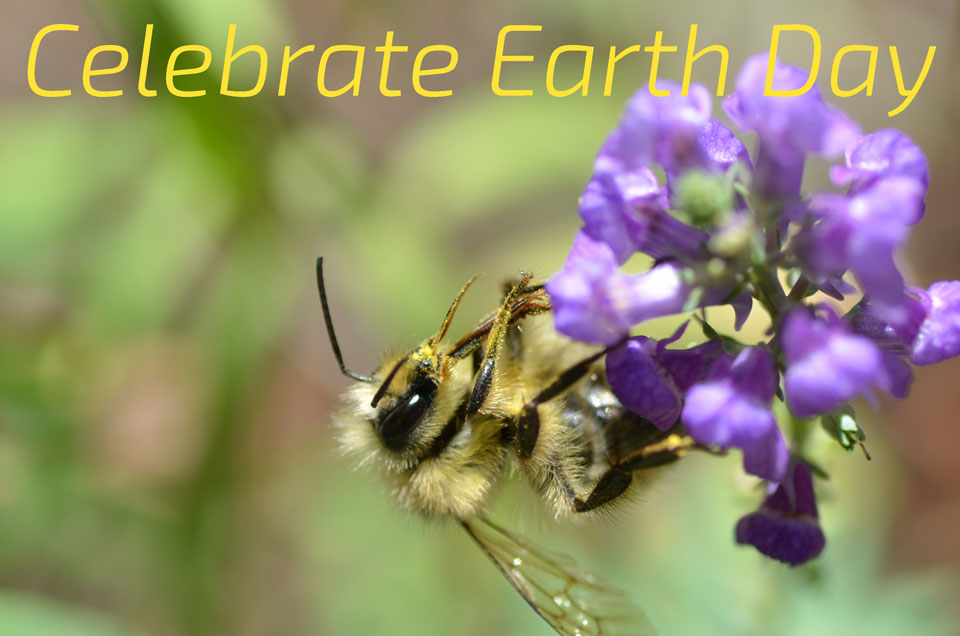 A photo of a bee on a purple flower, with the words "Celebrate Earth Day".