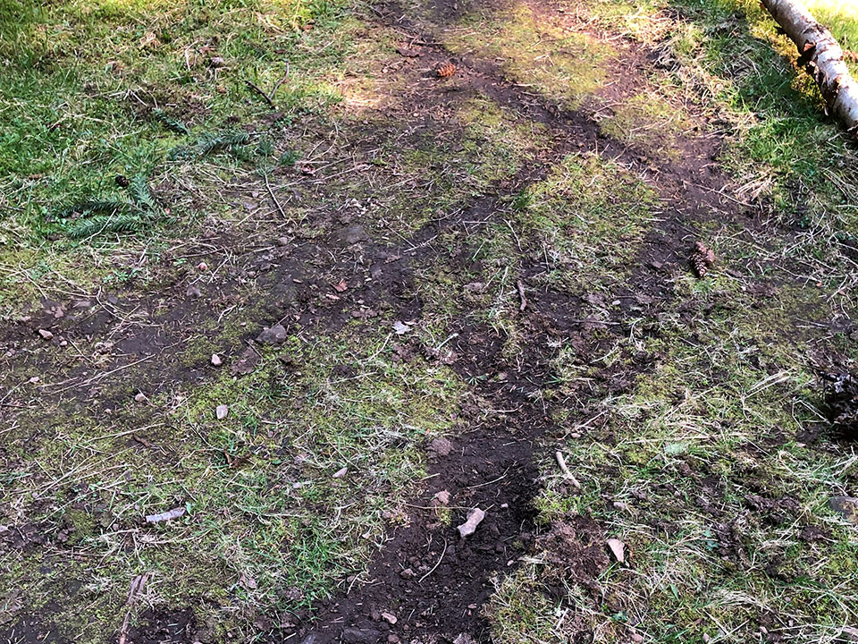 A photo showing the bare patches left by tire tracks on a trail.