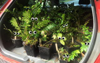 Photo of native plants in pots loaded into the back of a car. The plants have googly eyes.