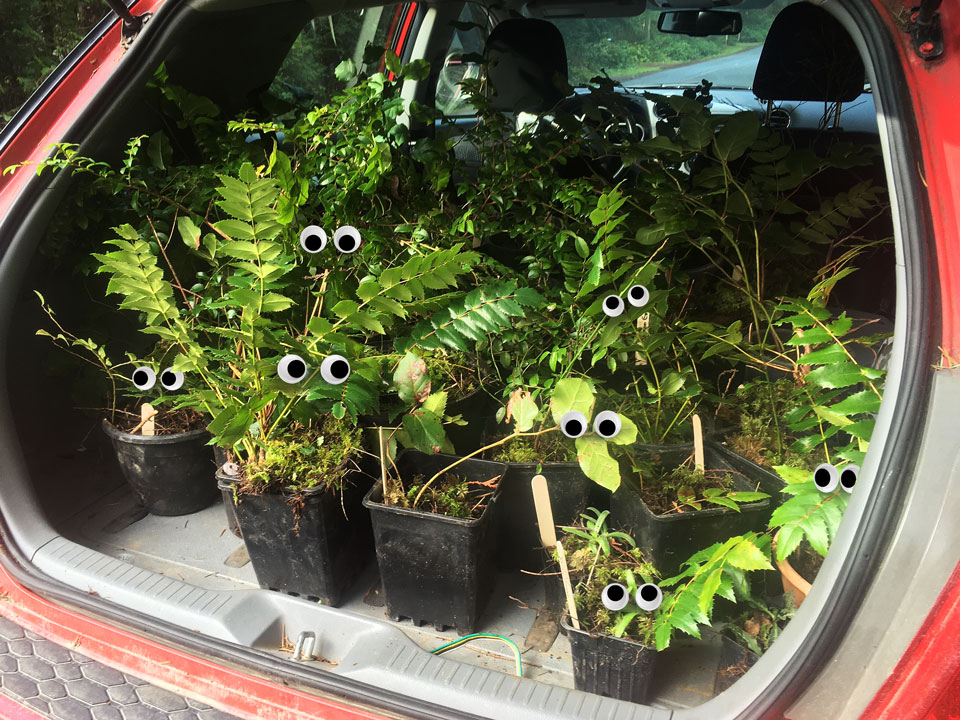 Photo of native plants in pots loaded into the back of a car. The plants have googly eyes.