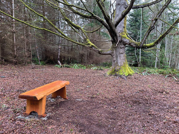 The photo shows a beautifully crafted wooden bench below the spreading arms of a huge maple. It's winter, so the branches are bare of leaves but their debris litters the forest floor.