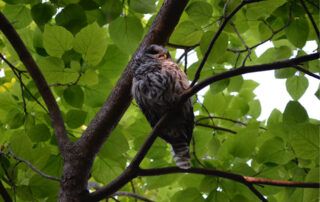 A barred owl sitting on a tree branch.