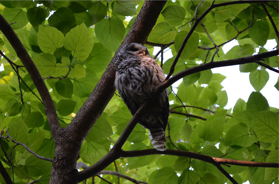 A barred owl sitting on a tree branch.