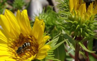 A small be with pale yellow stripes on a black body forages on a f́́lower. In the background we can see a much larger bumble bee on another flower.