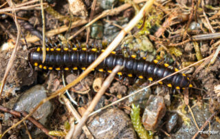 A closeup photo or a dark brownish-black millipede with lines of yellow spots along its sides.