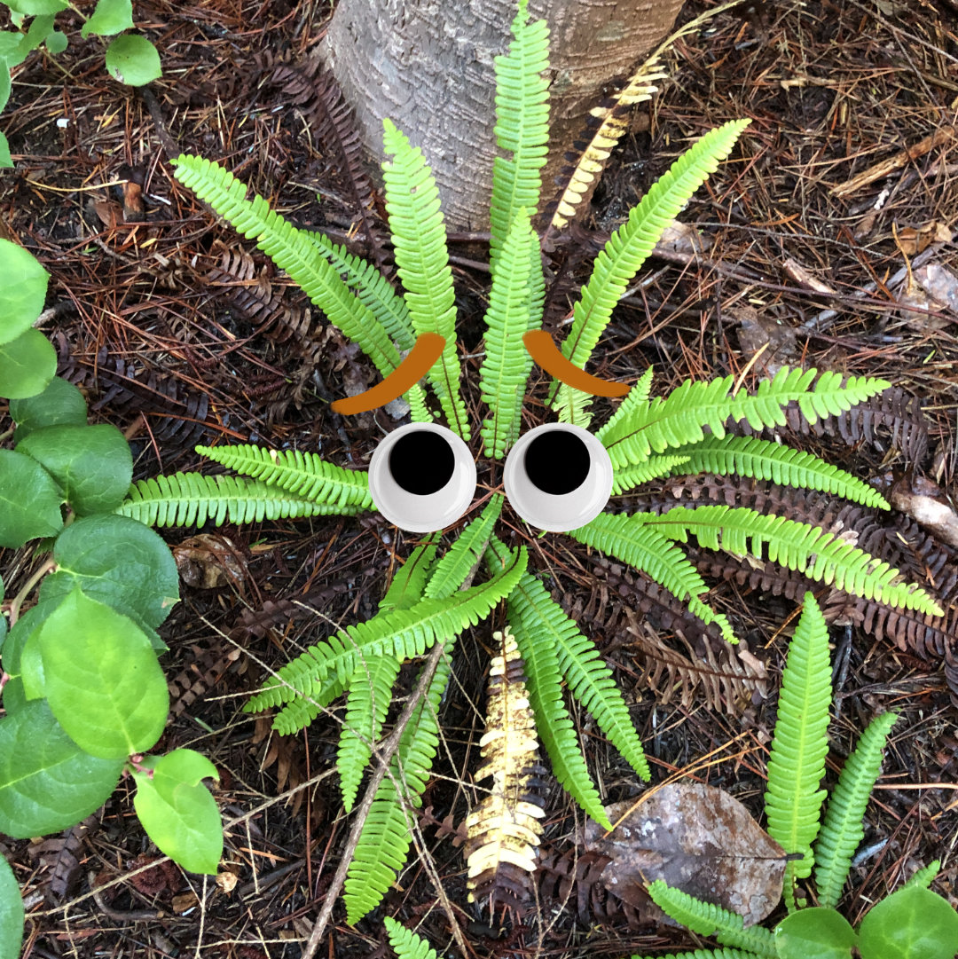 A photo of a deer fern with googly eyes and a sad expression.