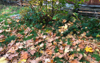 The photo shows fallen maple leaves in autumn on a lawn near a bush.