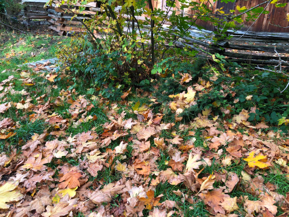 The photo shows fallen maple leaves in autumn on a lawn near a bush.