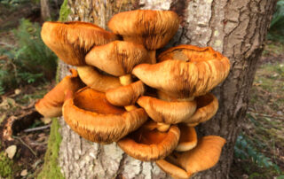 A clump of huge orange mushrooms sprout from the side of a tree.