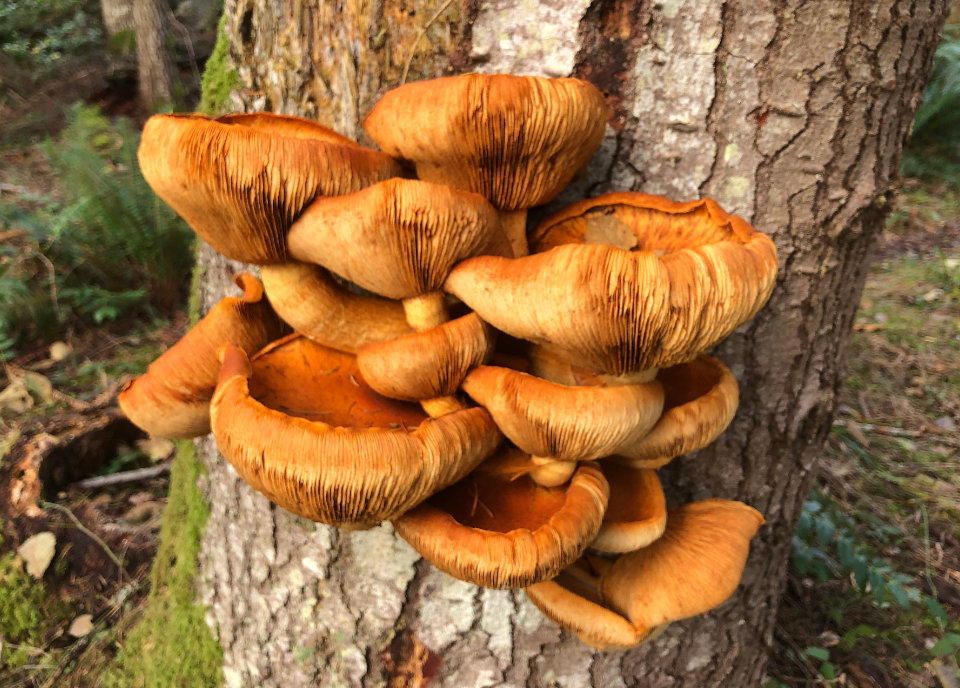 A clump of huge orange mushrooms sprout from the side of a tree.