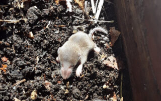 Photo shows a tiny nestling vagrant shrew on soil.