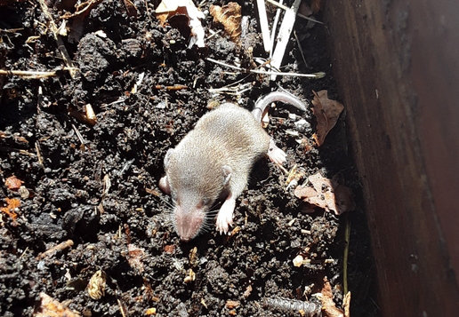Photo shows a tiny nestling vagrant shrew on soil.