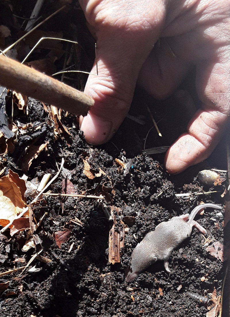 Photos shows a very tiny nestling shrew with a hand for scale.