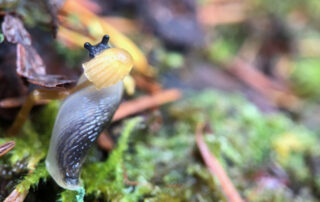 Photo shows a tiny slug nibbling on an even tinier mushroom.