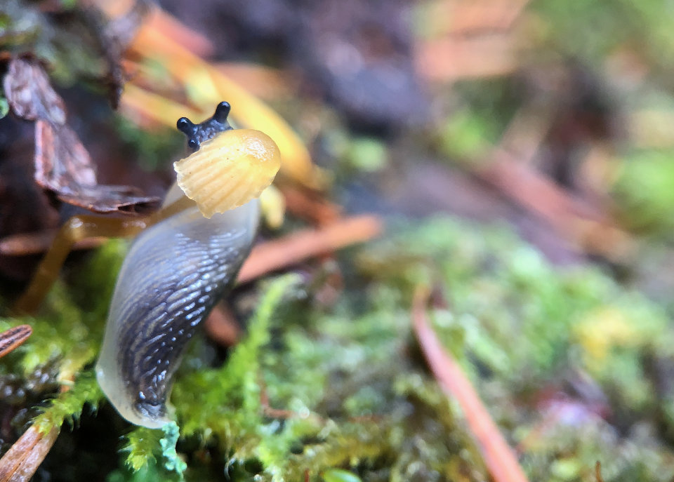 Photo shows a tiny slug nibbling on an even tinier mushroom.