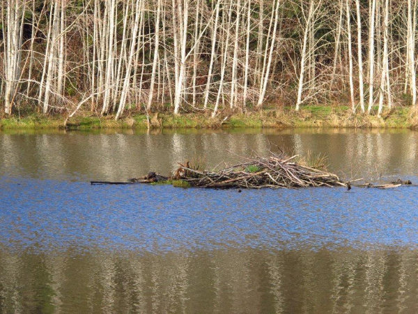 The photo shows a beaver lodge in the middle of a winter pond.