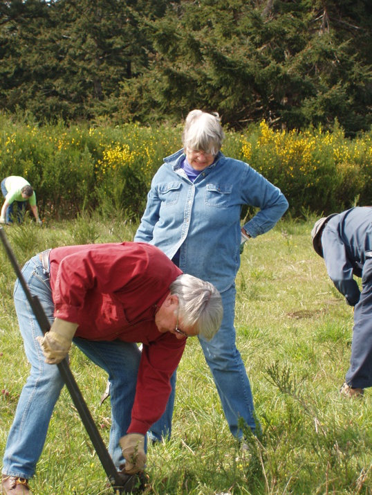 People in a meadow pulling small broom plants. In the foreground a man in a red shirt extracts a small plant while a woman watches. There is a dense thicket of blooming scotch broom behind them.
