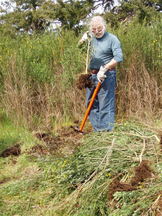 A man with an extractigator holds a scotch broom plant recently pulled. There is a pile of pulled plants in the foreground and a wall of broom behind him.