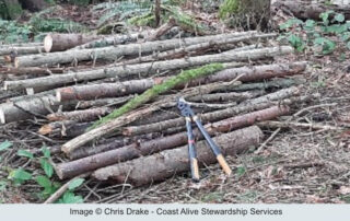 A pile of logs on top of a brush pile.
